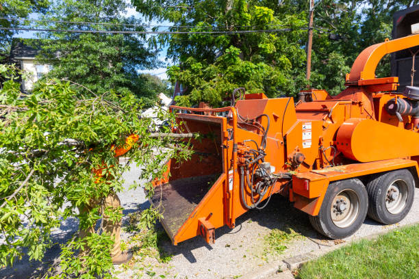 Best Stump Grinding Near Me  in Norton, KS